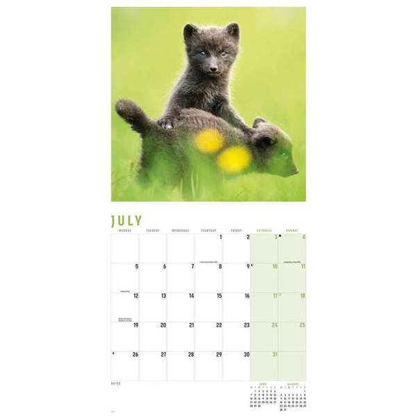 Foxes Calendar 2027, Wall Calendars, Month To View, Animals, Gift