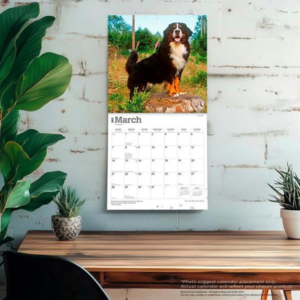 Bernese Mountain Dogs Calendar 2027, Wall Calendars, Month To View, Dogs, Gift