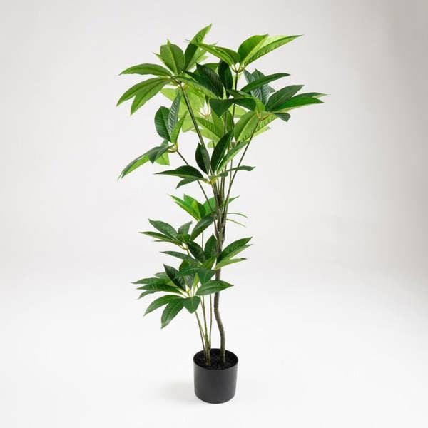 Scottish Everlastings 125cm Umbrella (Schefflera) Tree