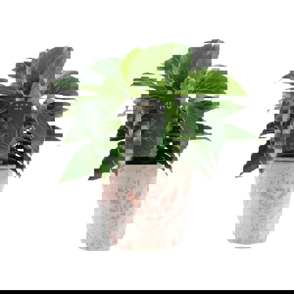 Philodendron White Wave – Indoor Plant | 12cm Pot with Decorative Ceramic Options Plants By Post