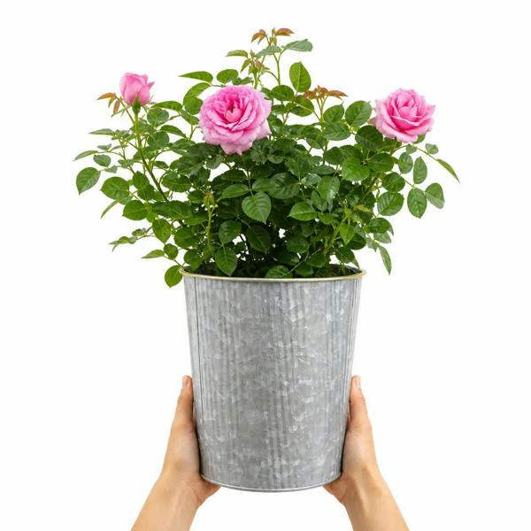 3L Mum In A Million Pink Rose Bush - Beautiful Flowering Plant Gift - Metal Vertical Line Zinc