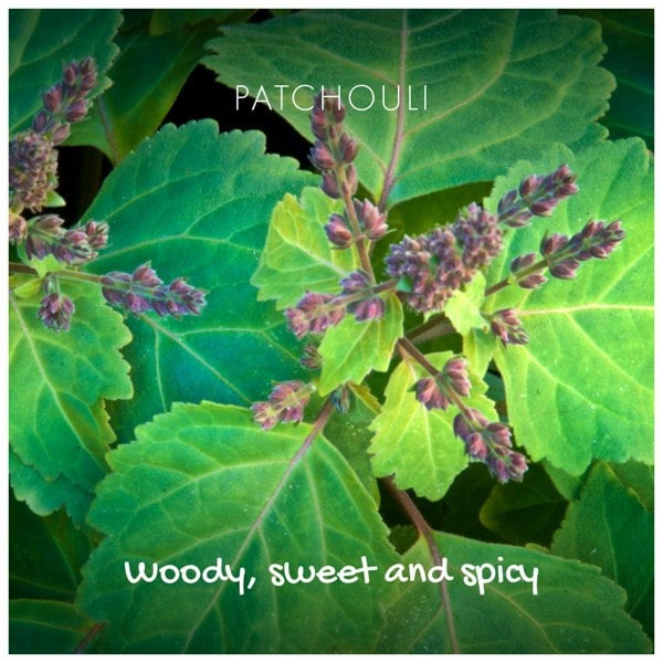 Friendly soap - patchouli and sandalwood natural soap bar packaging back