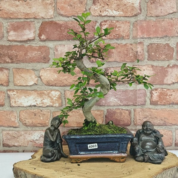 Yorkshire Bonsai Chinese Elm (Ulmus Parvifolia) Bonsai Tree | Shaped | In 15cm Pot