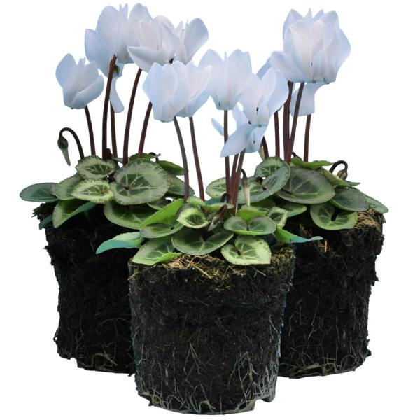 Cyclamen Silver Leaf White 10.5cm Pot Pack of 3 & 6 Flowering Outdoor Plants