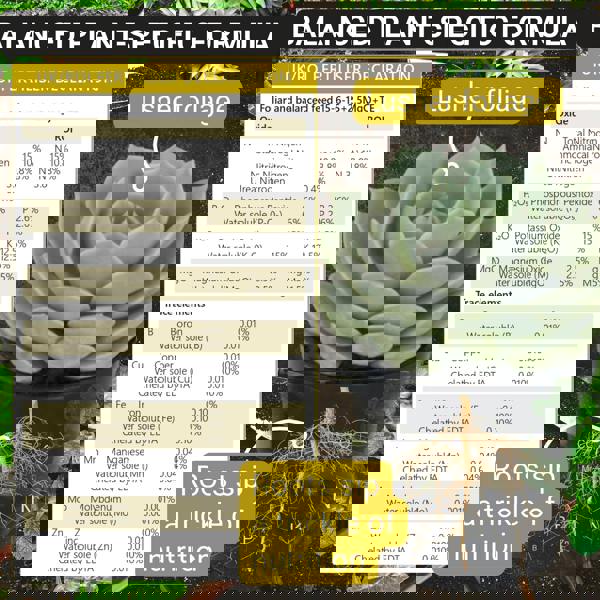 Bronte Heritage Cacti & Succulent Fertiliser – 250g water-soluble powder for indoor/outdoor plants. Promotes healthy growth & plump leaves