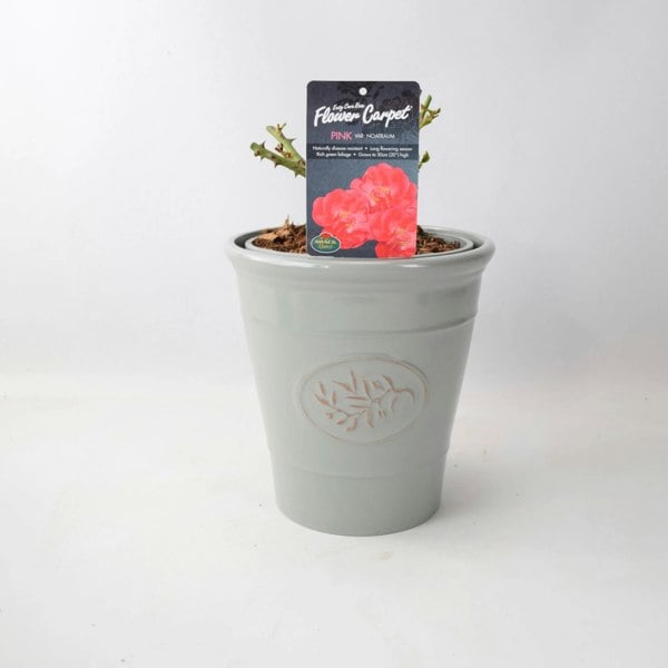 Rose Flower Carpet Pink 4L