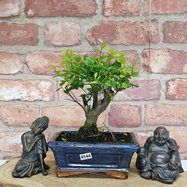 Yorkshire Bonsai Bird Plum (Sageretia) Bonsai Tree | Broom | In 15cm Pot