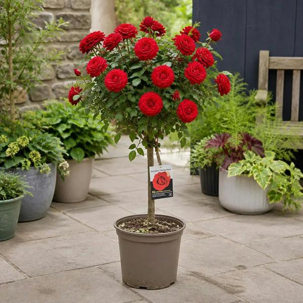 7.5L Standard Rose Tree Red 100-110cm - Classic Flowering Garden Rose Plant