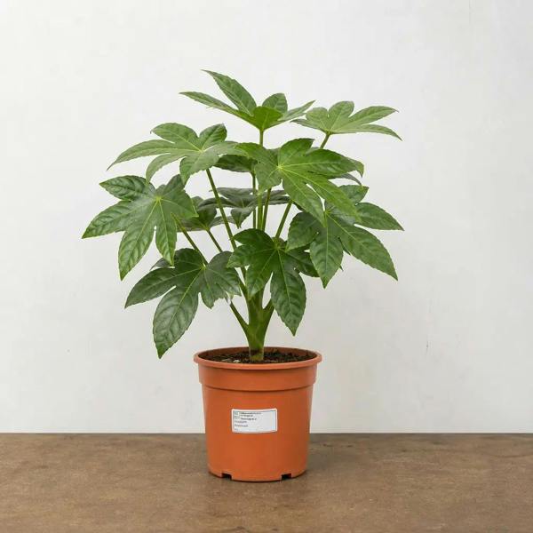 Fatsia Paper Plant 12cm Pot - Air Purifying Plant Plants By Post