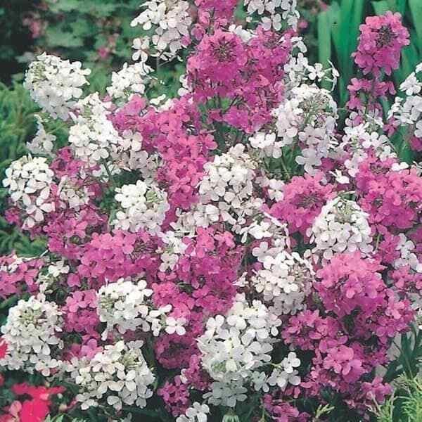 A garden border featuring tall clusters of fragrant Hesperis matronalis Mixed flowers.