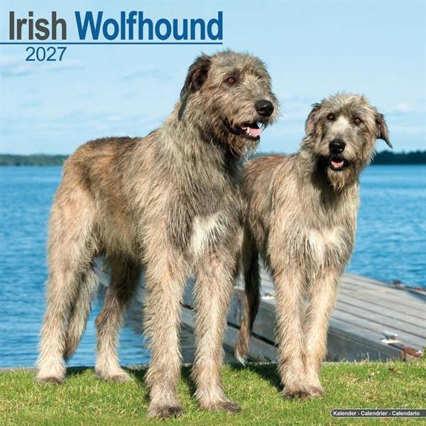 Irish Wolfhound Calendar 2027, Wall Calendars, Month To View, Dogs, Gift