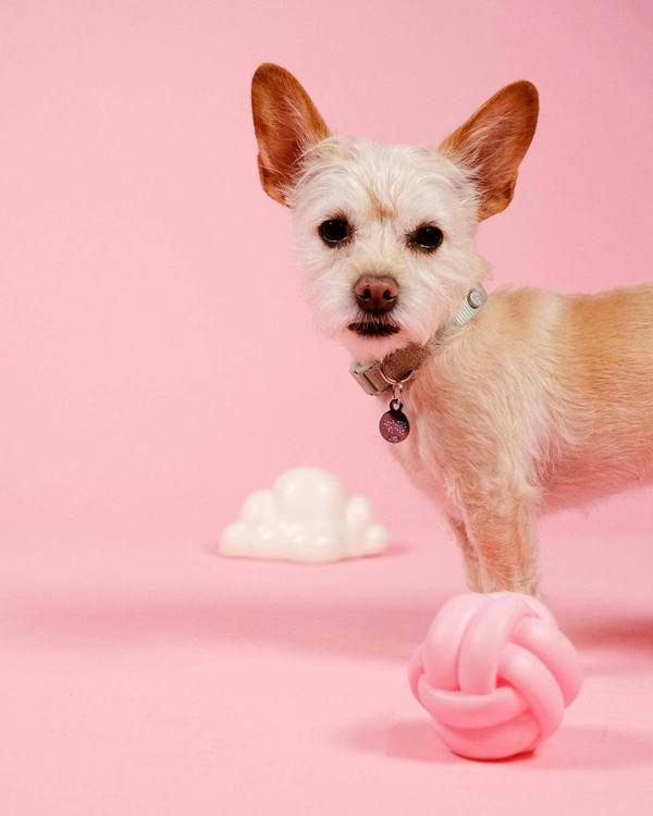 Barc London Cloud Squeaky Dog Toy