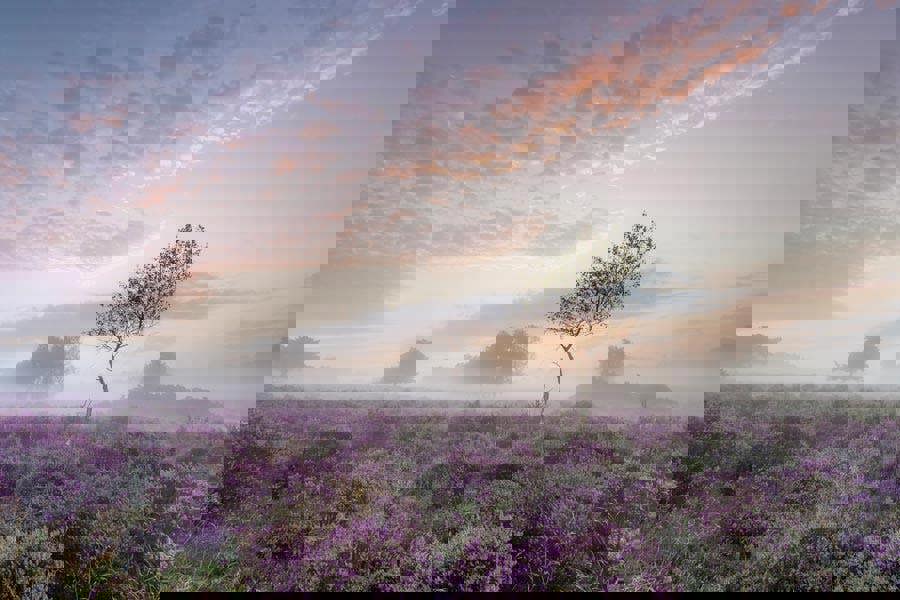 Fernlight Gallery Serenity at Sunrise