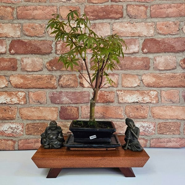 Yorkshire Bonsai Japanese Maple (Acer) Bonsai Tree | Deshojo Informal Upright | In 15cm Pot