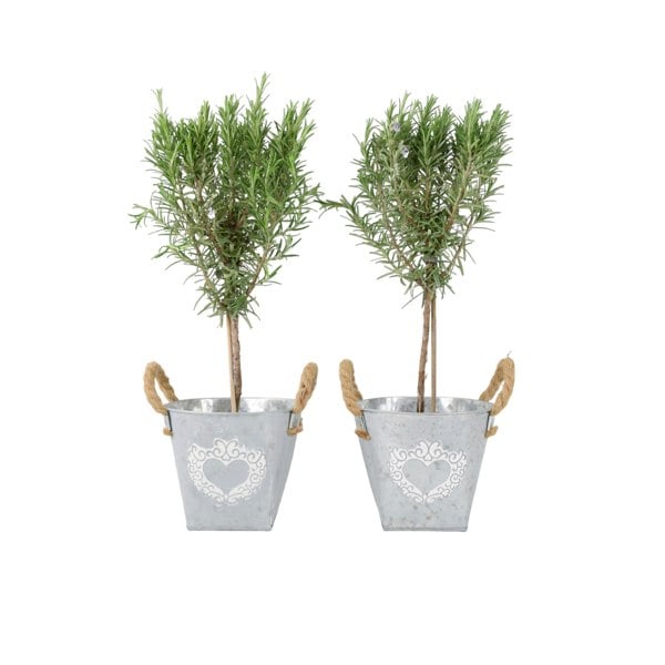 Rosemary Tree 45cm