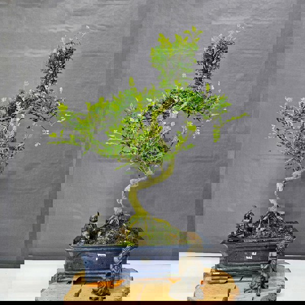 Yorkshire Bonsai Chinese Pepper (Zanthoxylum Pipertum) Bonsai Tree | Shaped | In 30cm Pot