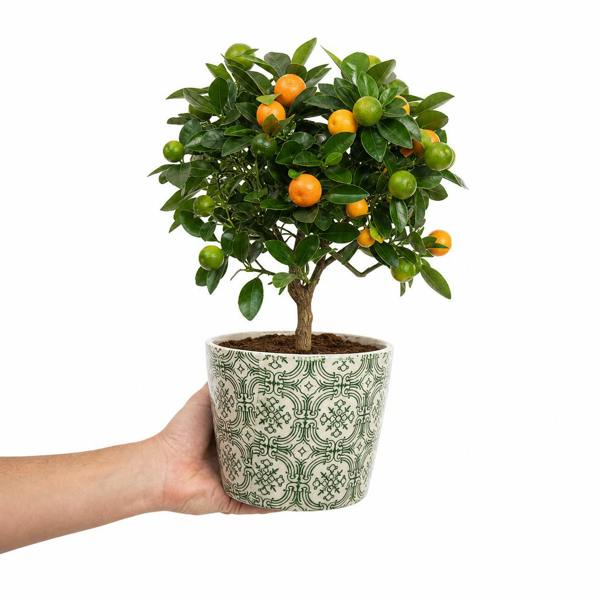 Mini Calamondin 1.5L Pot 40-50cm Height Citrus Tree for Patio & Indoor
