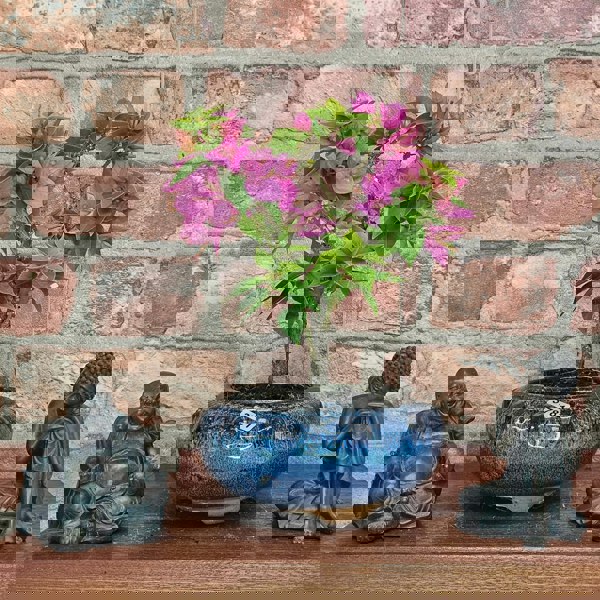 Yorkshire Bonsai Bougainvillea Bonsai Tree - In 15cm Pot