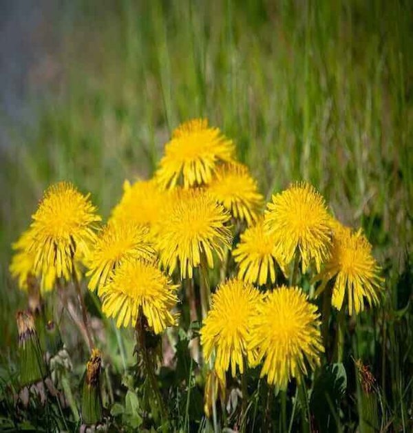 genshin impact dandelion seeds