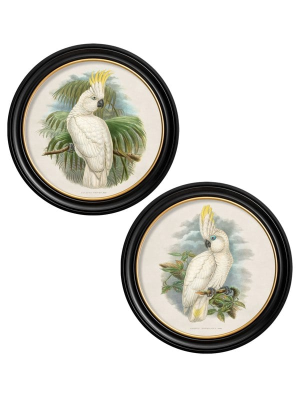 Exceptional Art c.1875 Cockatoos - Round Frames