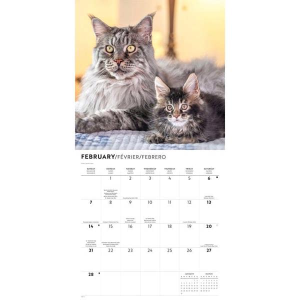 Maine Coon Cats Calendar 2027, Wall Calendars, Month To View, Cats, Gift