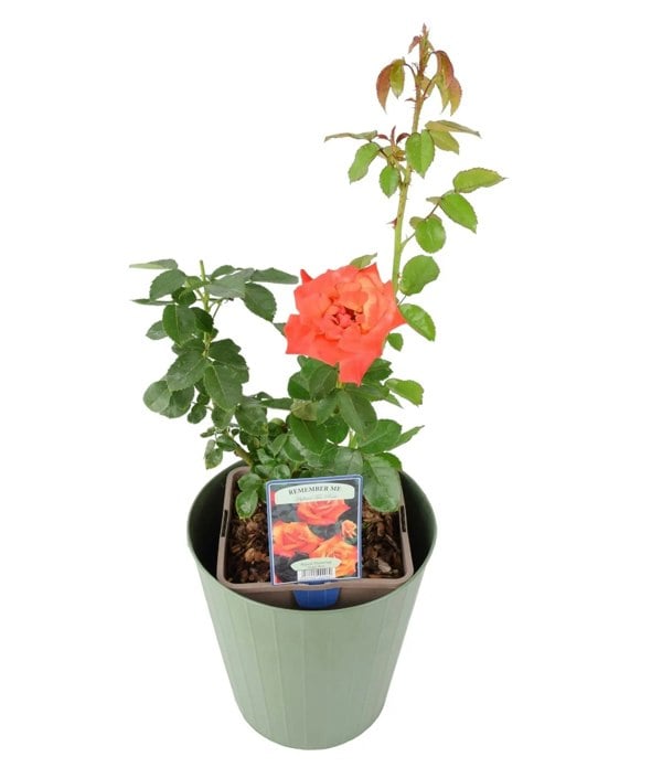 Rose Remember Me Bush 5.5L Plants By Post
