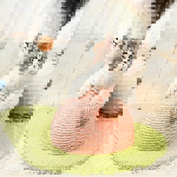 Don's Avocado, Cat Toy, Cat Scratcher-Weilai concept-Weilai Concept