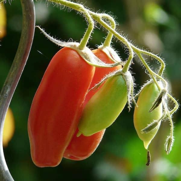San Marzano 3 tomato seeds – premium Italian plum tomato for cooking