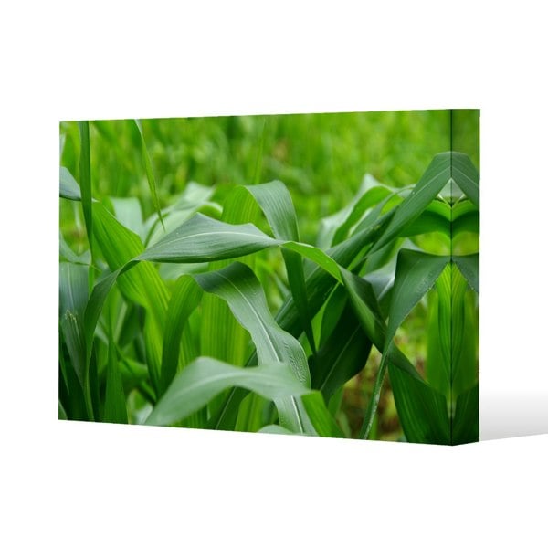 Benjamin Tate Design Green Leaves corn fields as background Slim Style Canvas Print  90x120cm , 15mm Slim Real wood.