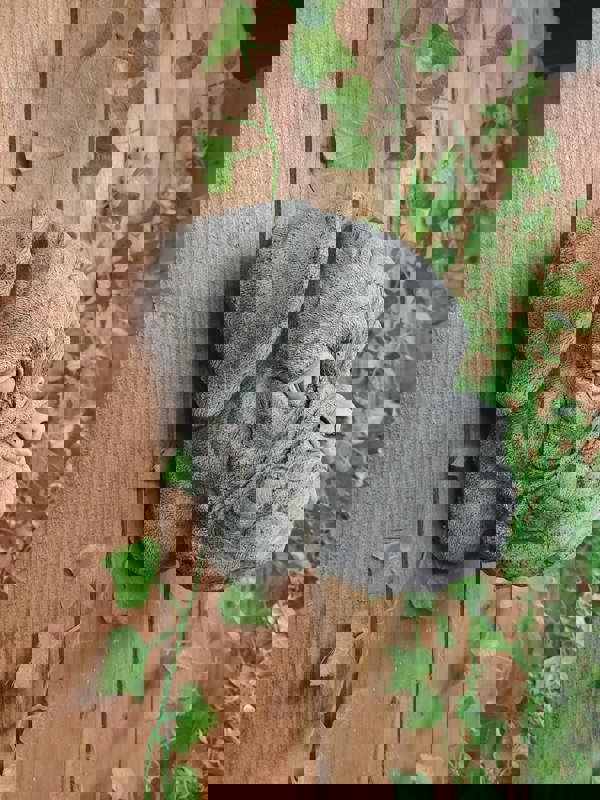 Boxer Dog Head Stone Wall Plaque