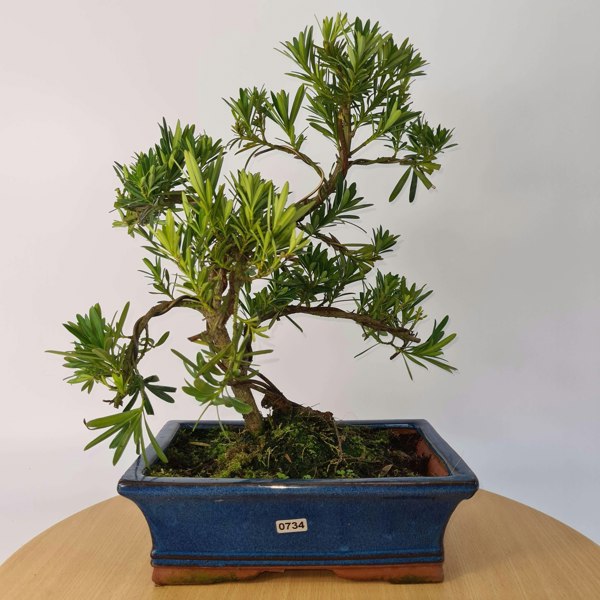 Buddhist Pine (Podocarpus Micro) Bonsai Tree | Shaped | In 25cm Pot