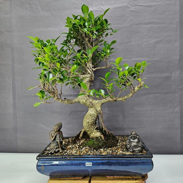 Yorkshire Bonsai Ficus Microcarpa (Banyan Fig) Large Indoor Bonsai Tree | Shaped | In 40cm Pot