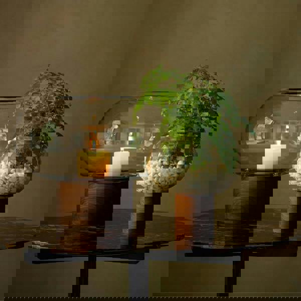 LSA Oblate Glass Vase Lantern 21.5cm with Walnut Base Clear