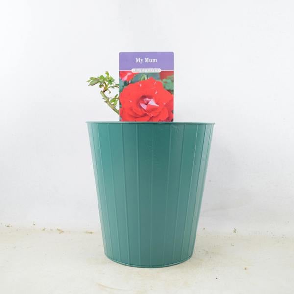 My Mum Rose Bush 5.5L Pot - Repeat Flowering Patio Rose Plants By Post