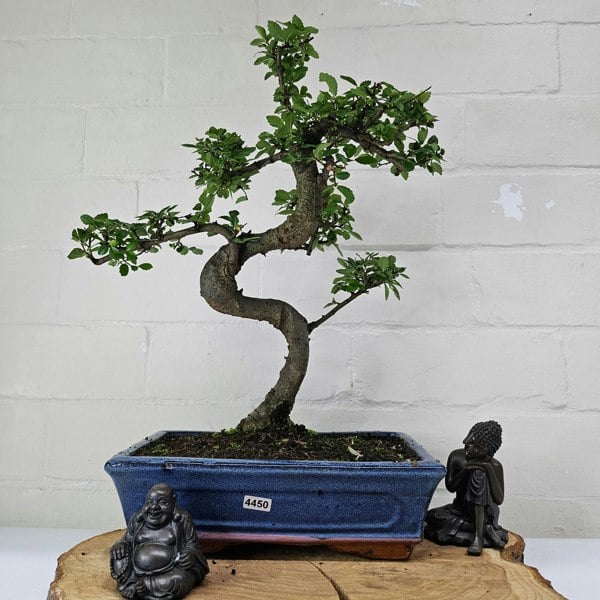 Yorkshire Bonsai Chinese Elm (Ulmus Parvifolia) Bonsai Tree | Shaped | In 25cm Pot