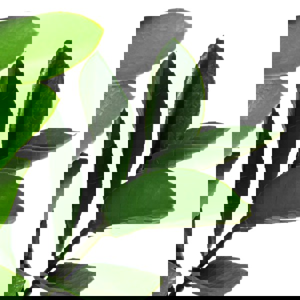 Leaf 75cm Artificial Zanzibar Green Gem Zamioculcas Succulent Indoor Plant