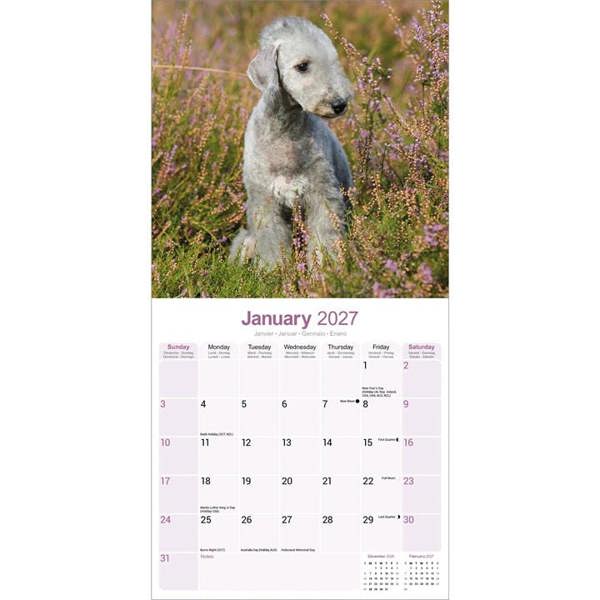 Bedlington Terrier Calendar 2027, Wall Calendars, Month To View, Dogs, Gift