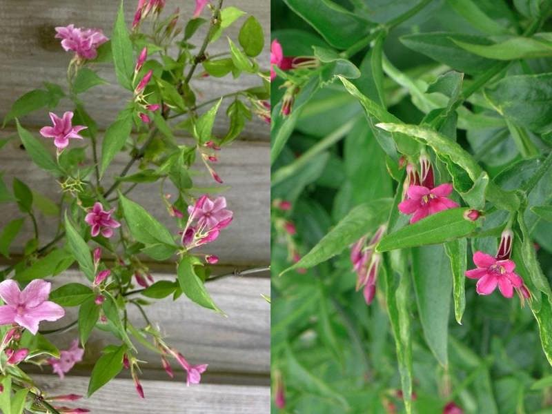 Direct Plants Extra Large 3-4ft Jasmine Beesianum Climber Red Jasmine Fragrant Plant in a 3 Litre Pot By Direct Plants