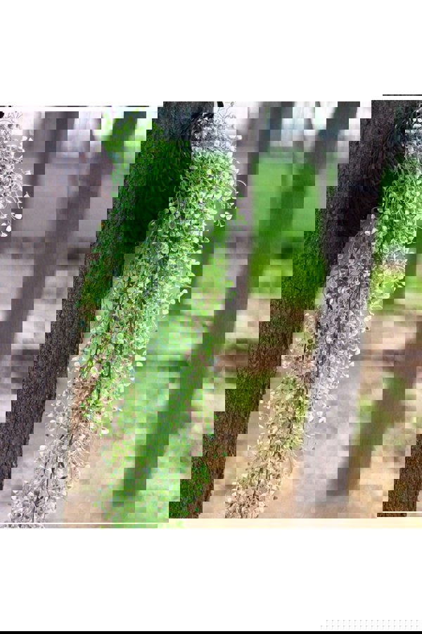 Living and Home Artificial Hanging Plants Decoration