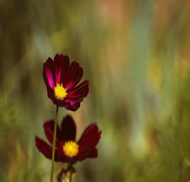 Cosmos Bipinnatus Sensation Dazzler seeds