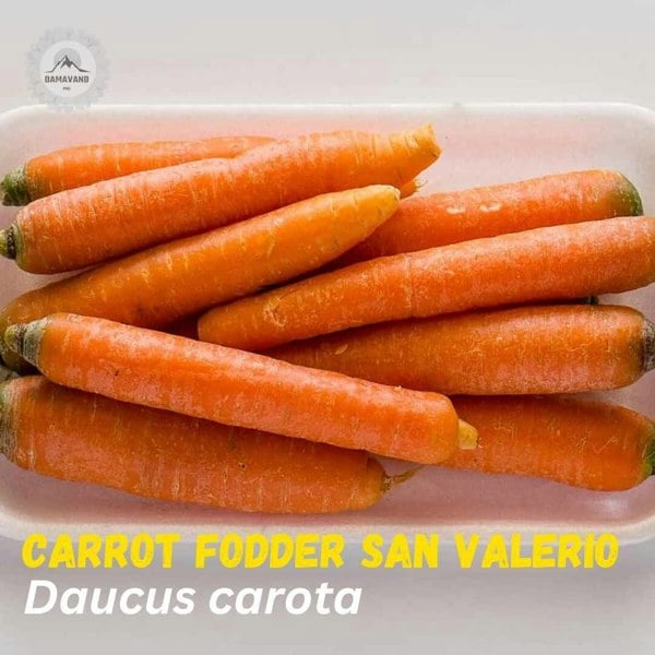 a group of carrots in a white container- San Valerio Carrot Seeds