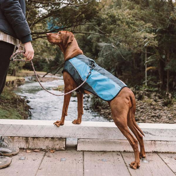 EzyDog Element Jacket in Blue