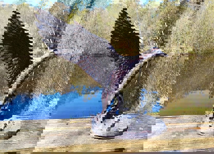 Inspirational Gifting Flying Duck Garden Sculpture Ornament Decor