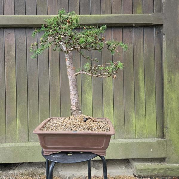 Japanese Larch bonsai tree 5527 alternate view