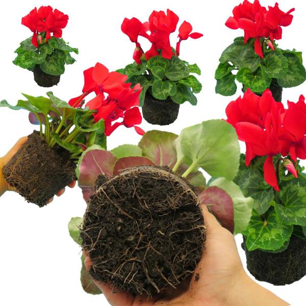 Cyclamen Flame Scarlet 1Ltr Pot Pack of 3 & 6 Flowering Plants Plants By Post