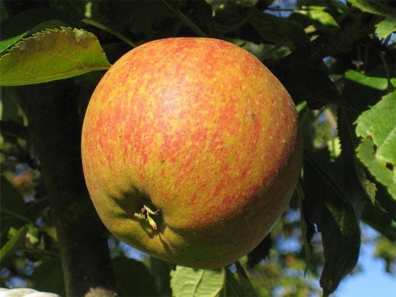 Direct Plants Coxs Orange Pippin Apple Tree M26 Dwarf 100-120cm Bare Root Fruit Tree By Direct Plants