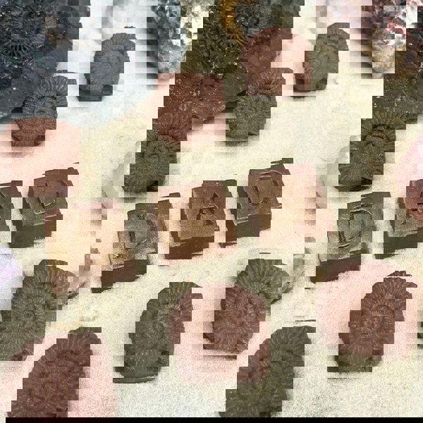 CHOC ON CHOC My Favourite Old Fossil