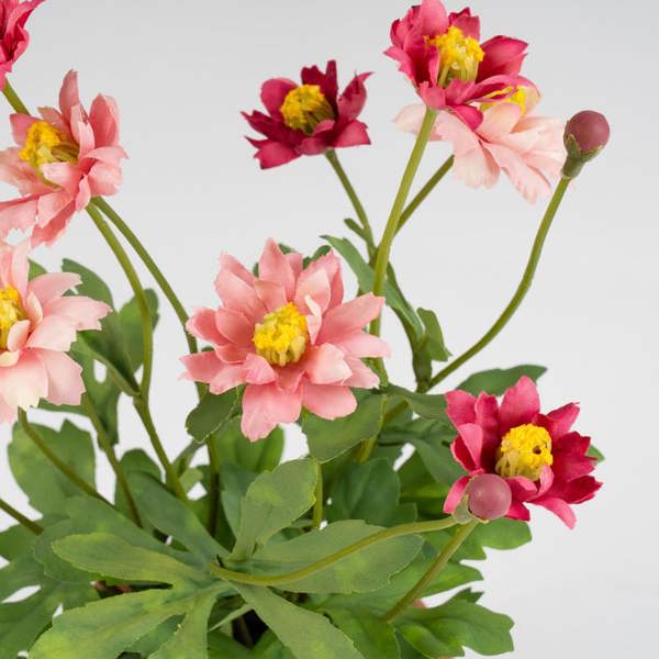 Scottish Everlastings 34cm Pyrethrum Daisy Pink in Terracotta Pot