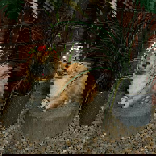 St Helens Female Rabbit with Light Up Headband