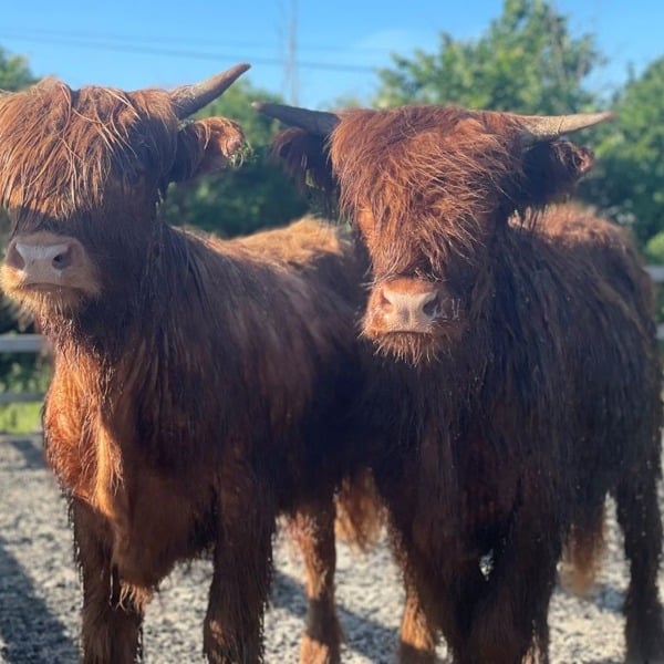 Virgin Experience Days Meet and Greet a Highland Cow for Two
